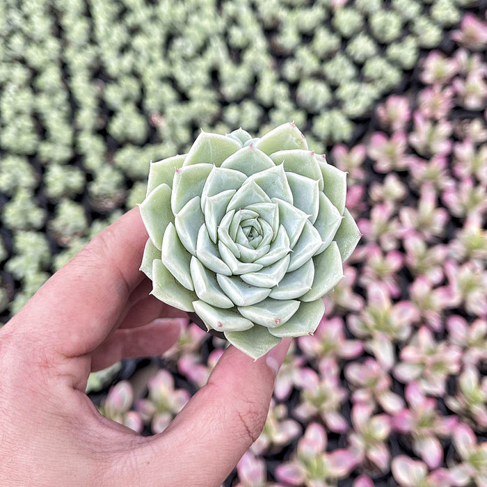 Echeveria 'Malgan' White Swan