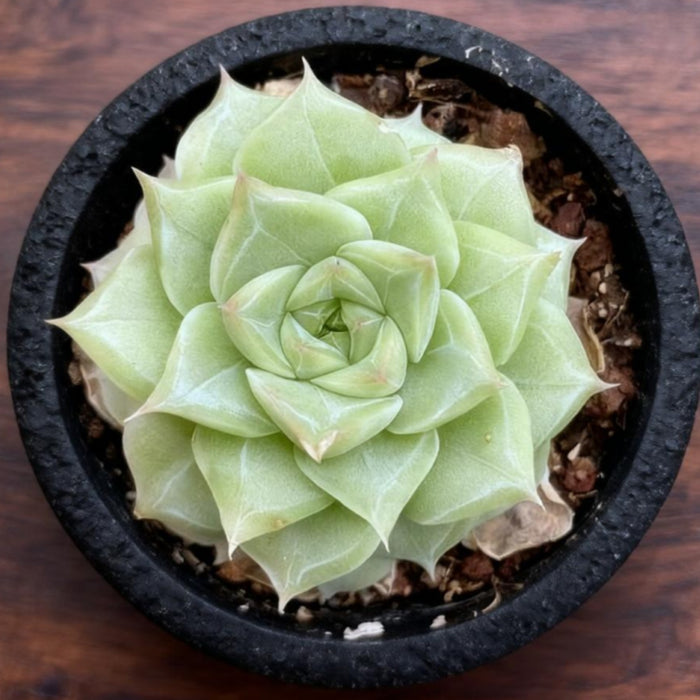 Echeveria 'Malgan' White Swan