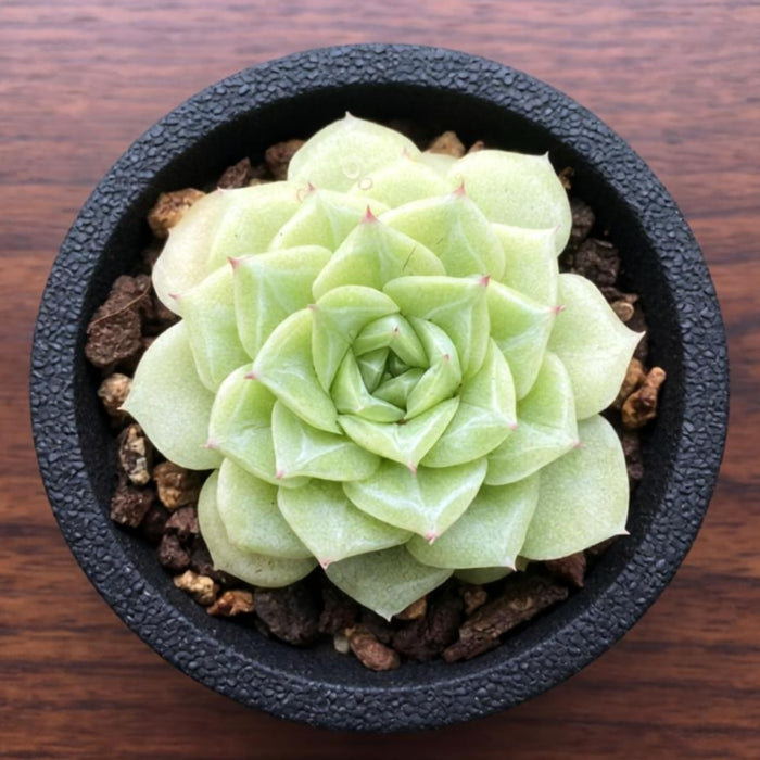 Echeveria 'Malgan' White Swan