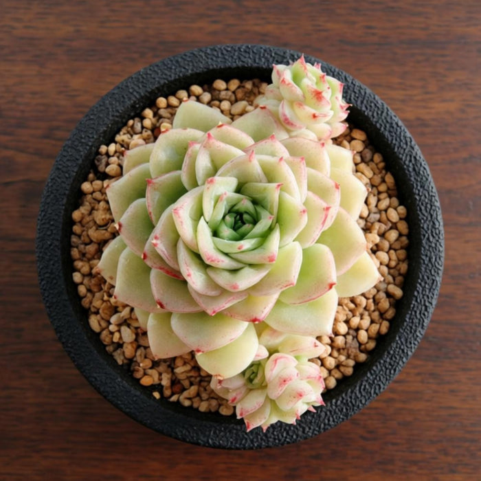 Echeveria 'Malgan' White Swan