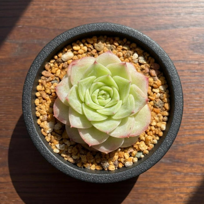 Echeveria 'Malgan' White Swan