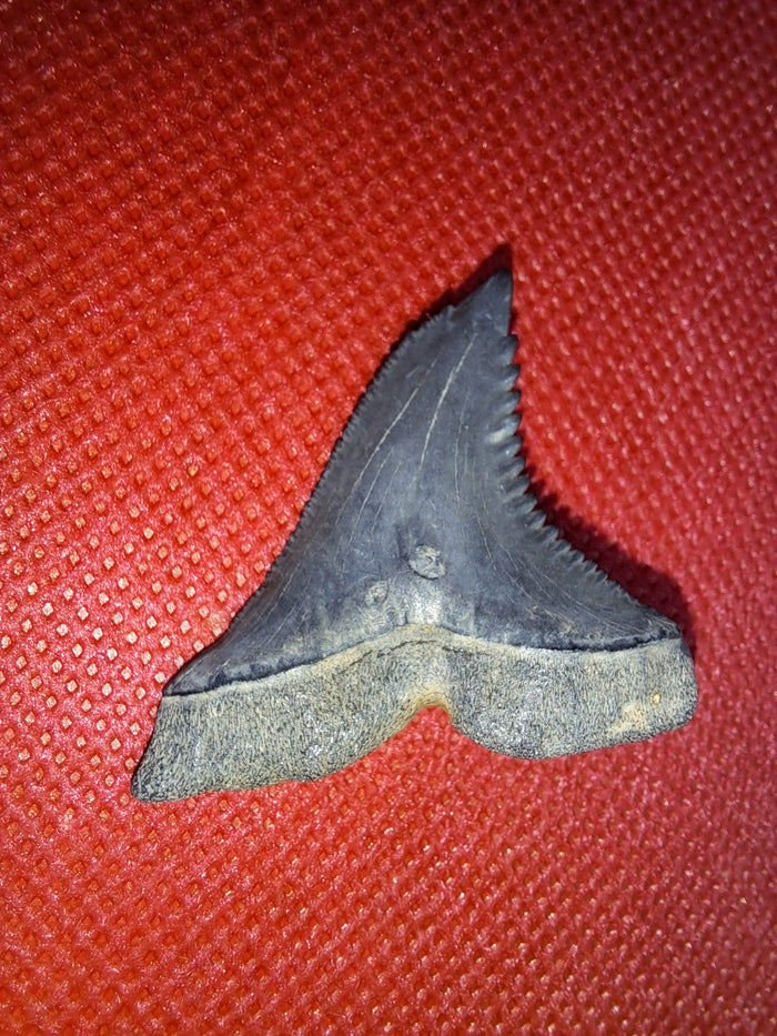 Hemipristis (shark) Tooth