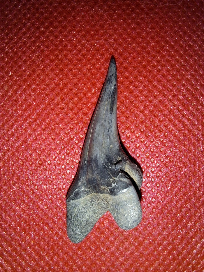Hemipristis (shark) Tooth