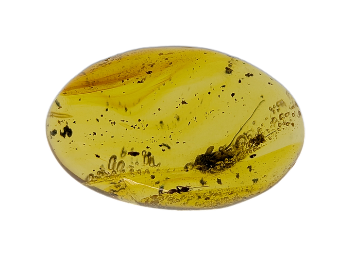 Insect in Amber from the Dominican Republic, 25 Million Years Old