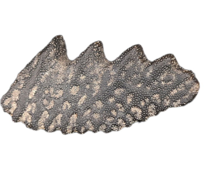 Lungfish Tooth Plate, Elrhaz Formation
