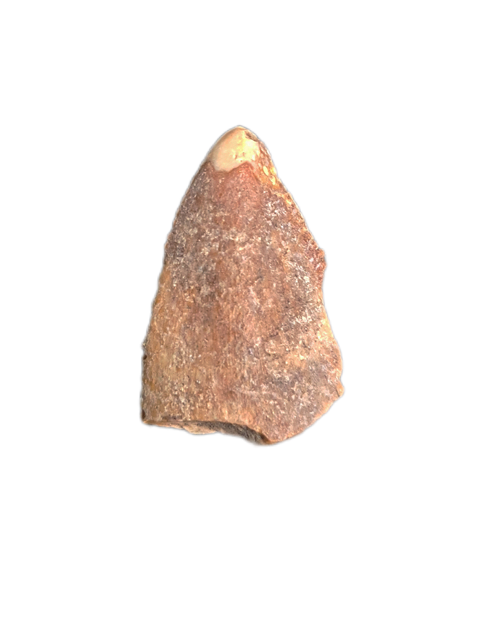 Majungasaurus Tooth