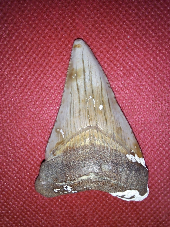Megalodon Tooth
