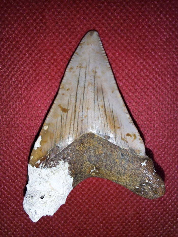 Megalodon Tooth