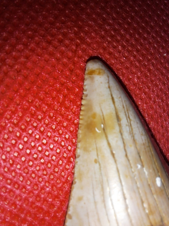 Megalodon Tooth