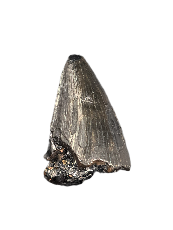 Mosasaur Tooth, Late Cretaceous of North Carolina