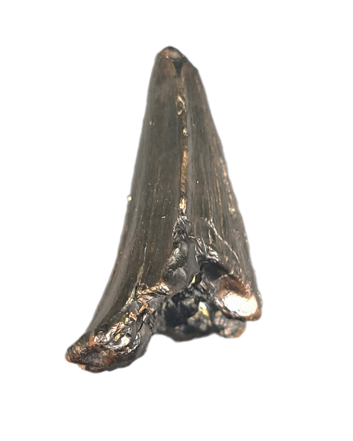 Mosasaur Tooth, Late Cretaceous of North Carolina