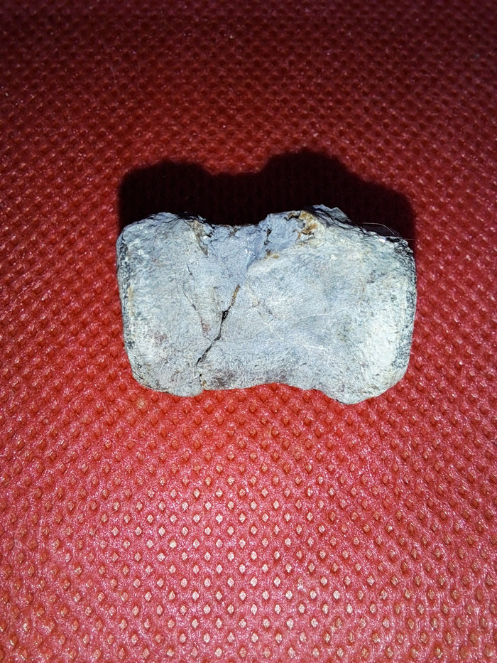 Othnielia Vertebrae, Morrison Formation