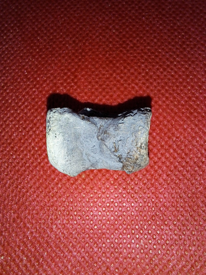 Othnielia Vertebrae, Morrison Formation