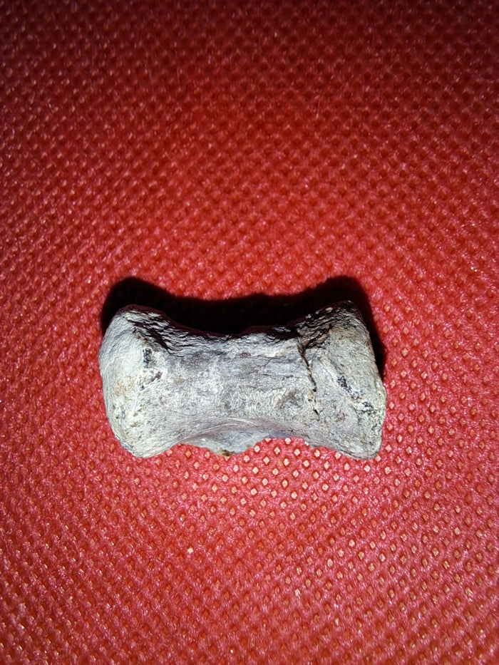 Othnielia Vertebrae, Morrison Formation