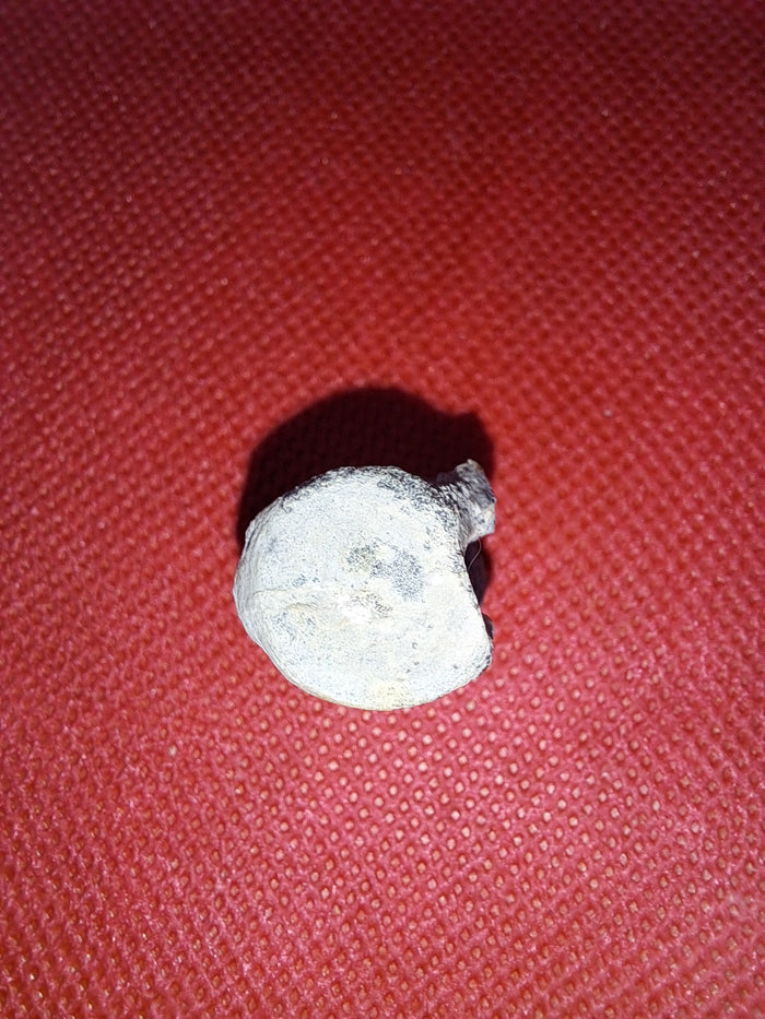 Othnielia Vertebrae, Morrison Formation