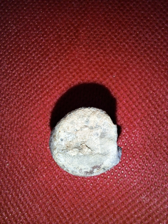 Othnielia Vertebrae, Morrison Formation