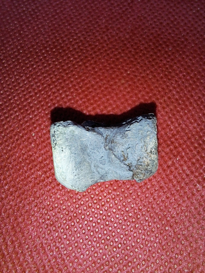 Othnielia Vertebrae, Morrison Formation