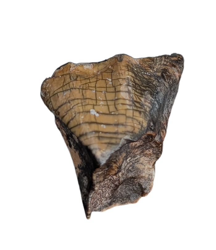 Ouranosaurus Tooth