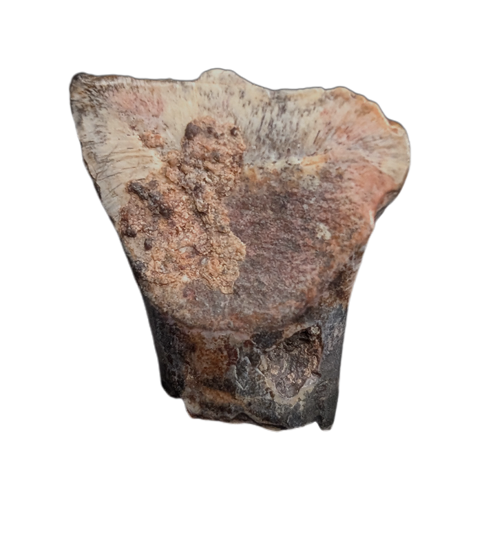 Ouranosaurus Tooth