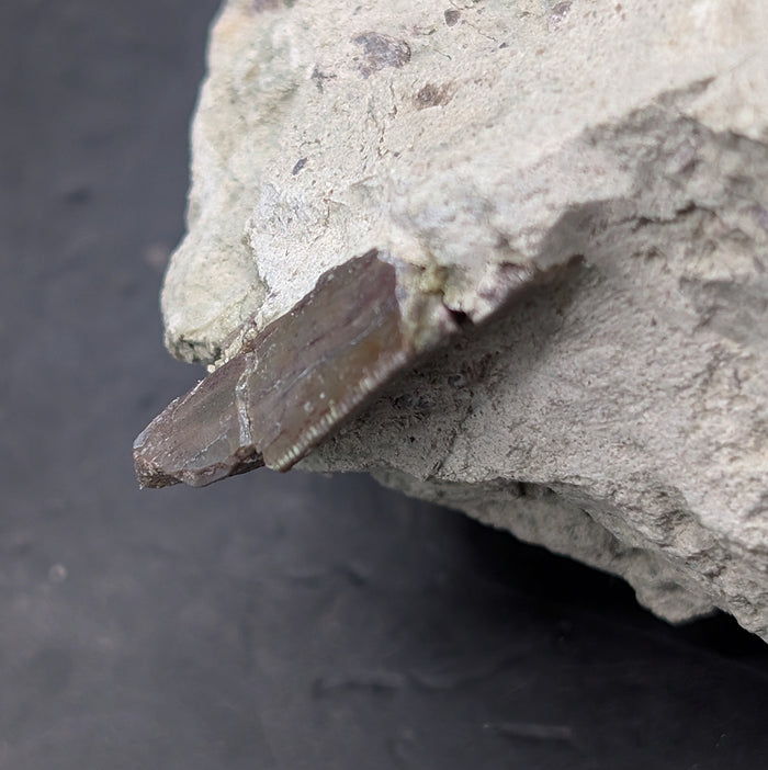 Partial Allosaurus Tooth,  Morrison Formation