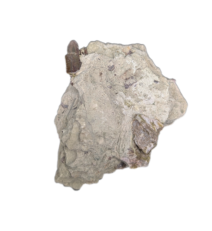 Partial Allosaurus Tooth,  Morrison Formation