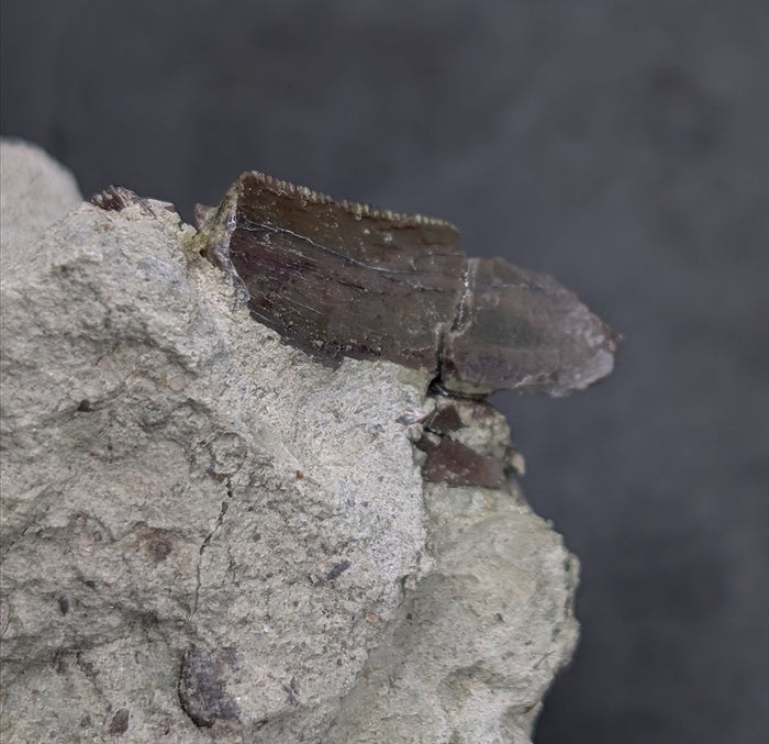 Partial Allosaurus Tooth,  Morrison Formation