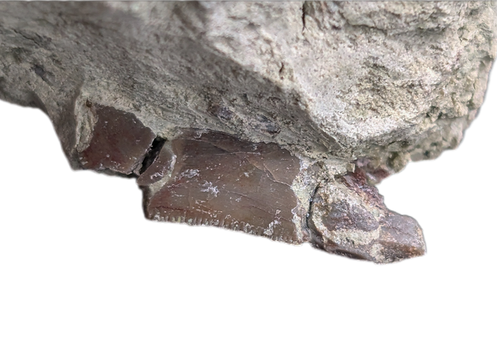 Partial Allosaurus Tooth,  Morrison Formation