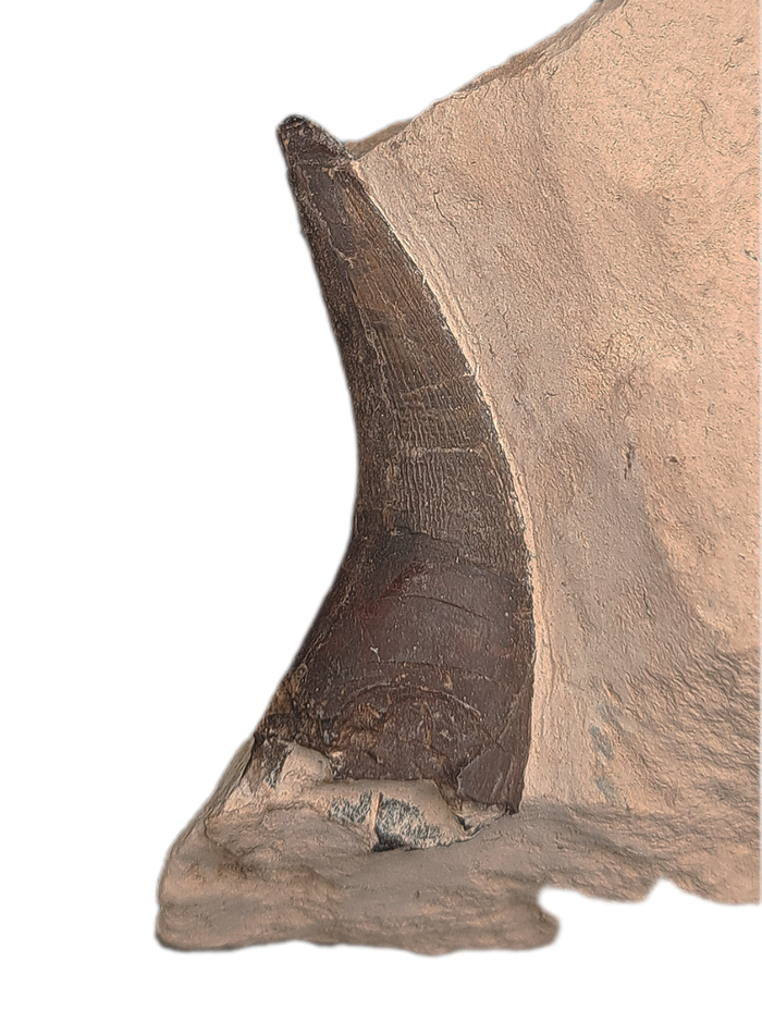 Pliosaur Tooth, Morocco