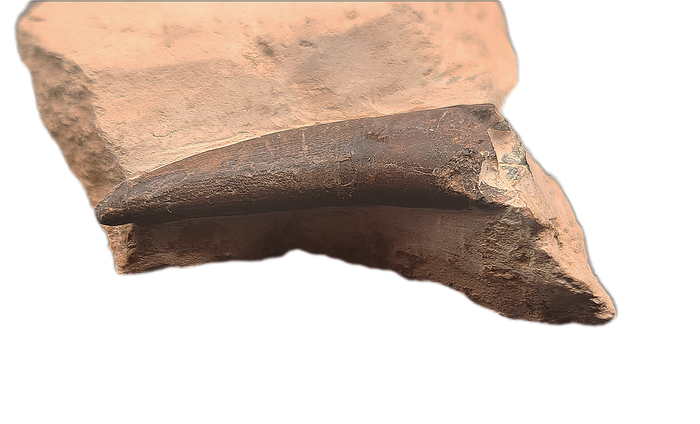 Pliosaur Tooth, Morocco