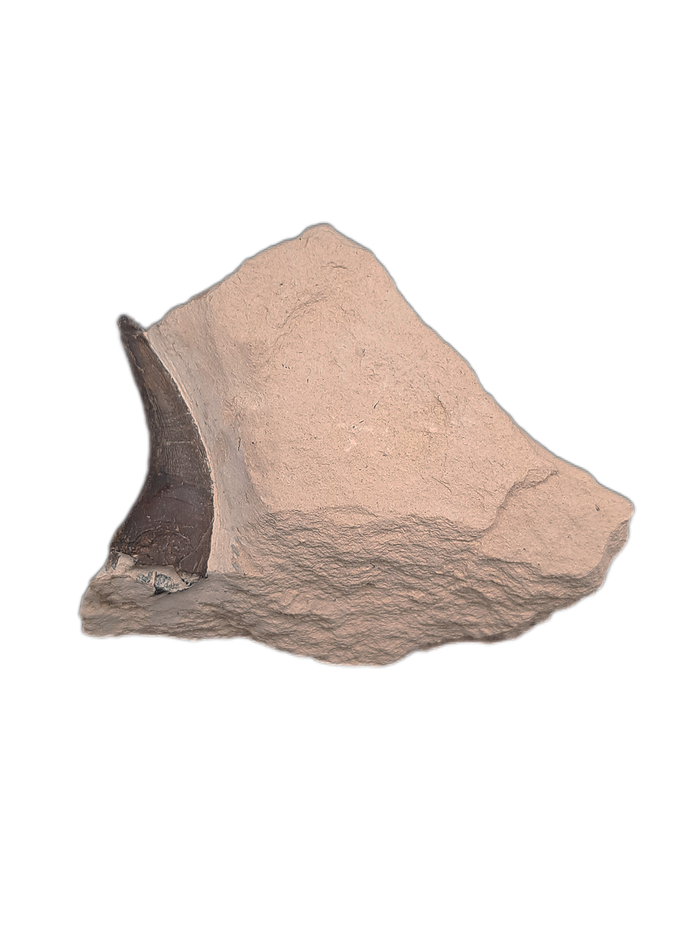 Pliosaur Tooth, Morocco
