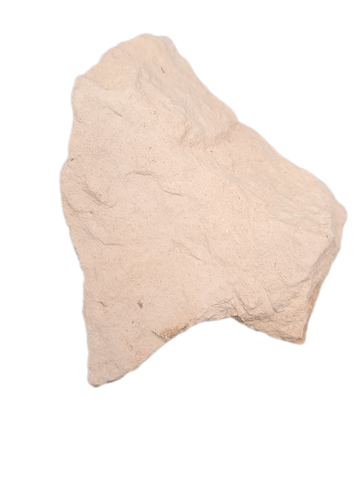 Pliosaur Tooth, Morocco