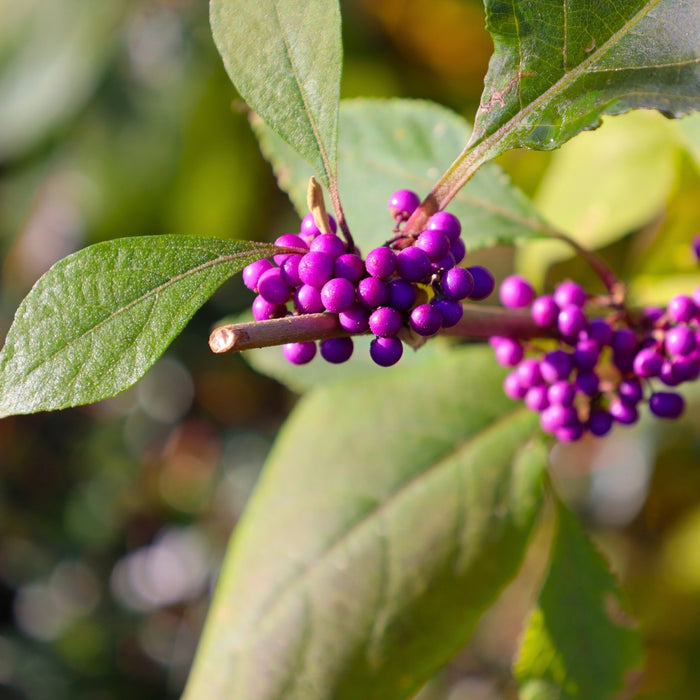 close up image of fuchsia colored berries on profusion beautyberry shrub