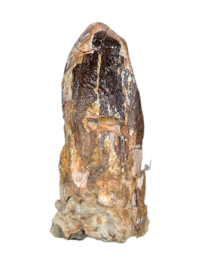 Sauropod Dinosaur Tooth, El Mers Formation