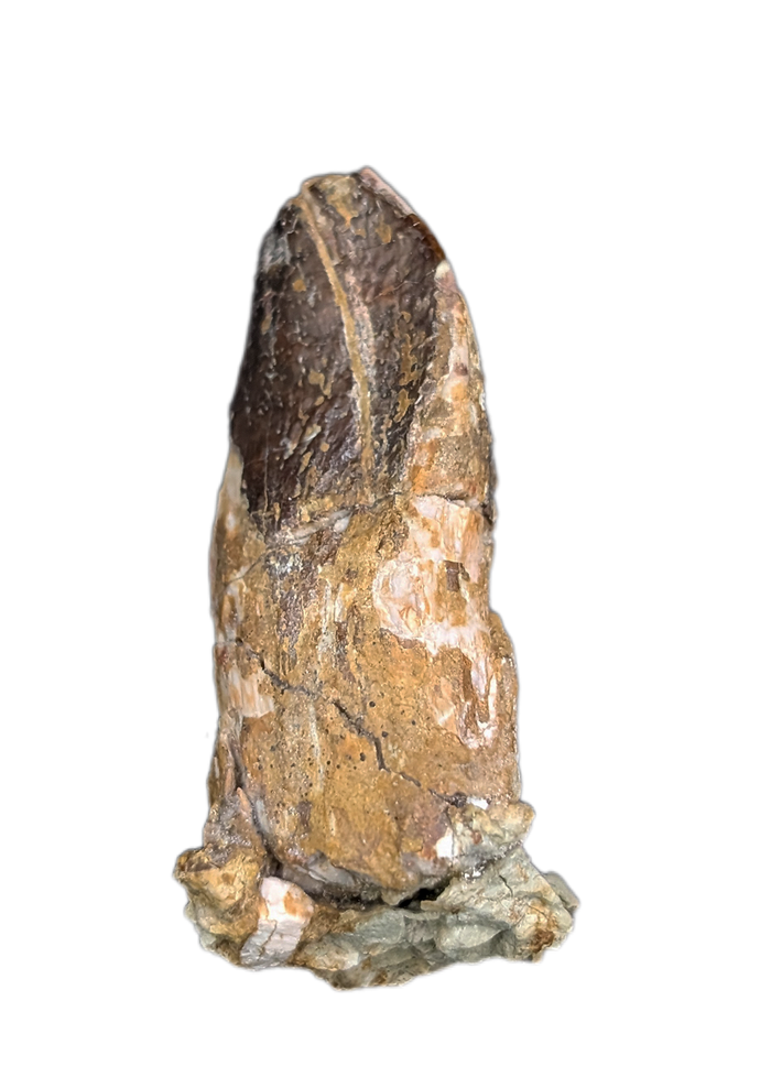 Sauropod Dinosaur Tooth, El Mers Formation