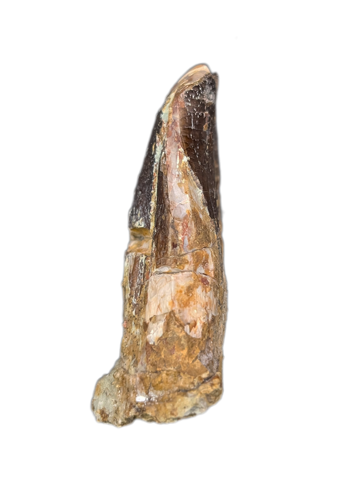 Sauropod Dinosaur Tooth, El Mers Formation