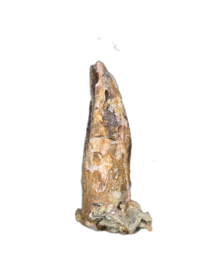 Sauropod Dinosaur Tooth, El Mers Formation