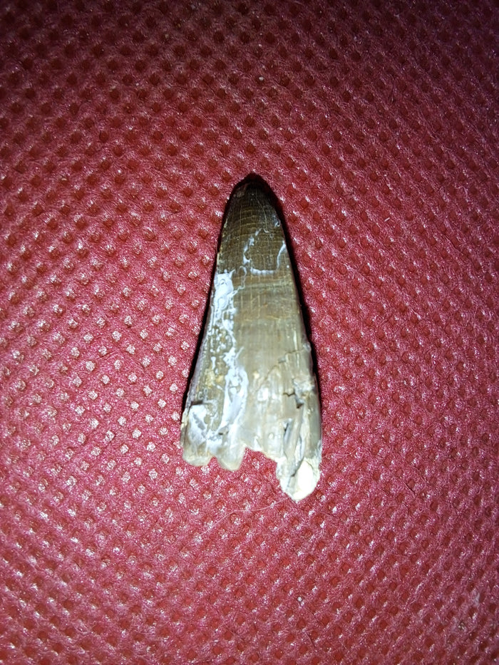Short Necked Plesiosaur Tooth (Dolichorhynchops?), Kansas Chalk, Cretaceous