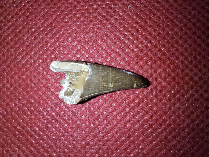 Short Necked Plesiosaur Tooth (Dolichorhynchops?), Kansas Chalk, Cretaceous