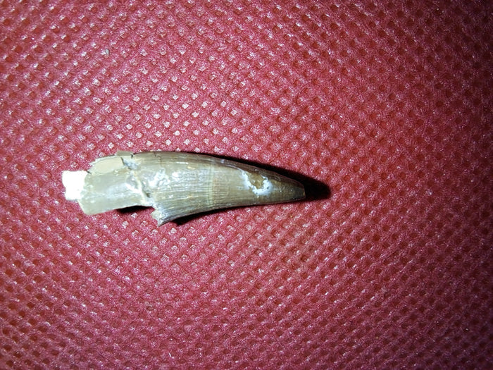Short Necked Plesiosaur Tooth (Dolichorhynchops?), Kansas Chalk, Cretaceous