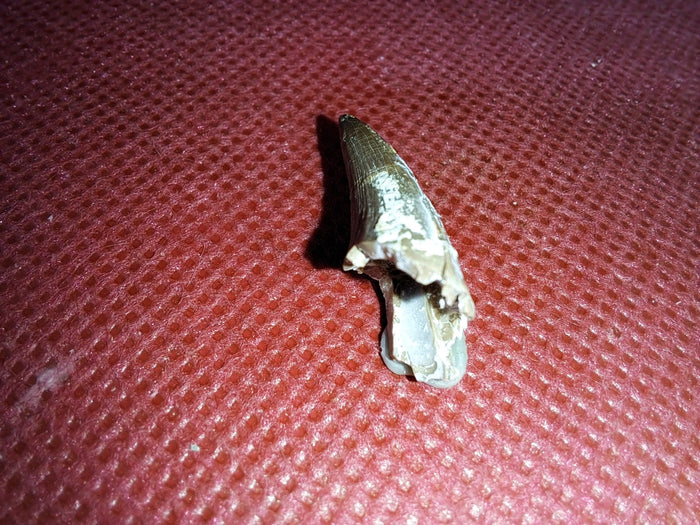 Short Necked Plesiosaur Tooth (Dolichorhynchops?), Kansas Chalk, Cretaceous