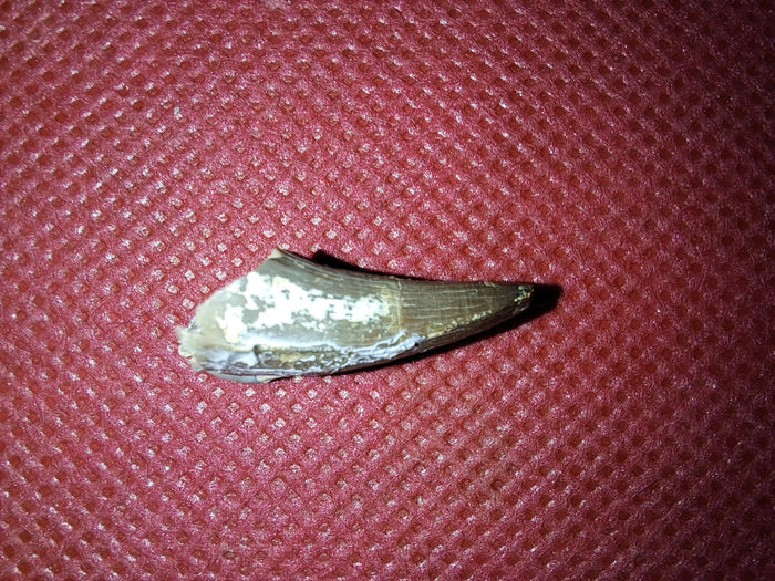 Short Necked Plesiosaur Tooth (Dolichorhynchops?), Kansas Chalk, Cretaceous
