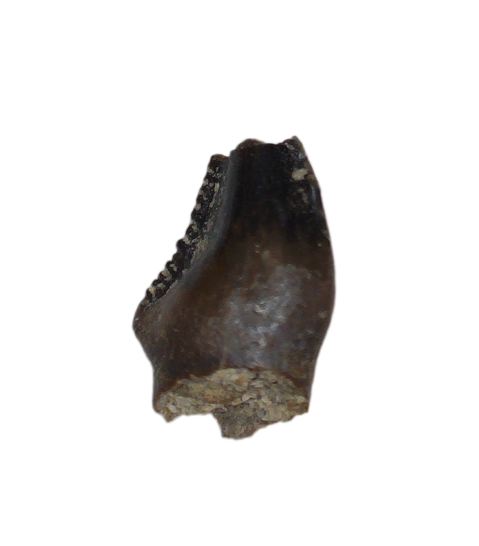 Stegoceras (Pachycephalosaur) Serrated Pre Max Tooth, Judith River Formation