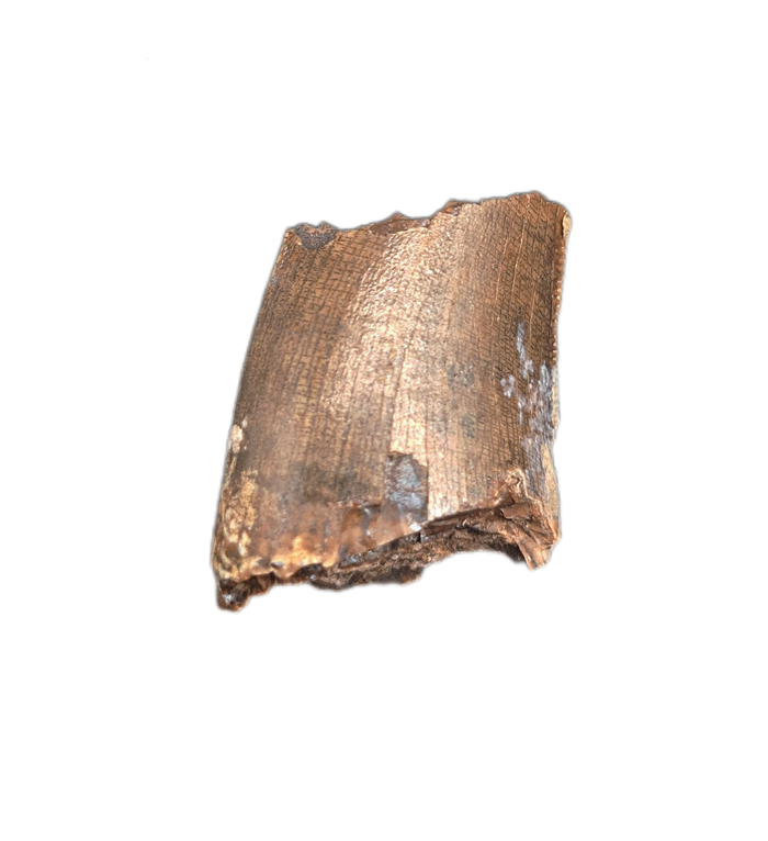 Tyrannosaur Tooth, Judith River Formation