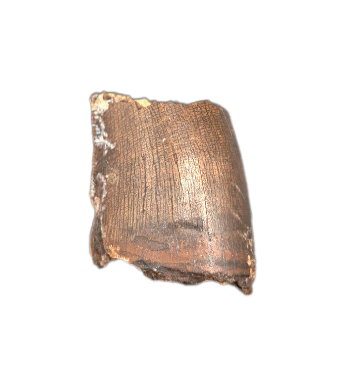 Tyrannosaur Tooth, Judith River Formation