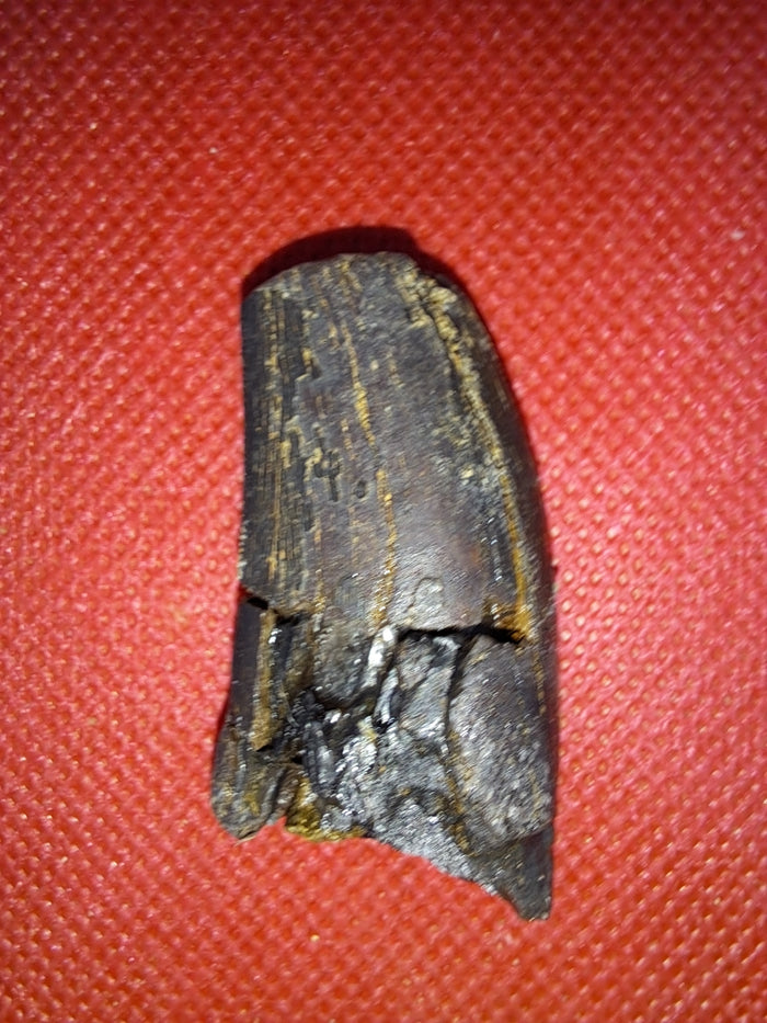 Tyrannosaur Tooth, Two Medicine Formation.