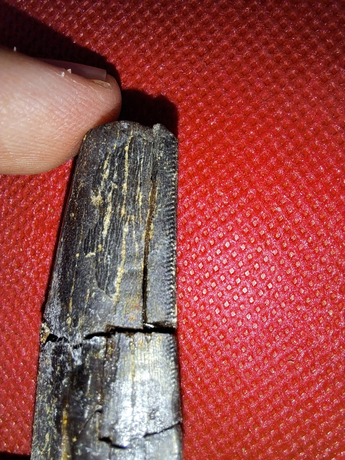 Tyrannosaur Tooth, Two Medicine Formation.