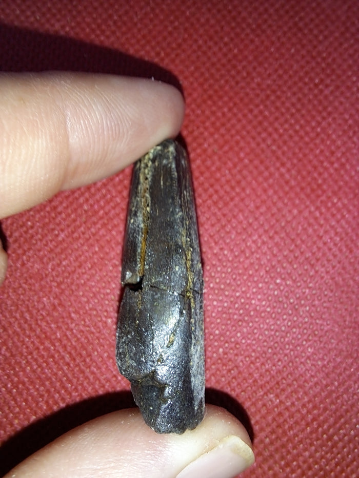 Tyrannosaur Tooth, Two Medicine Formation.