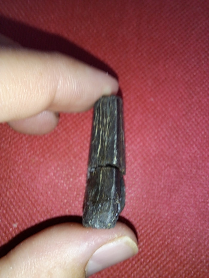 Tyrannosaur Tooth, Two Medicine Formation.