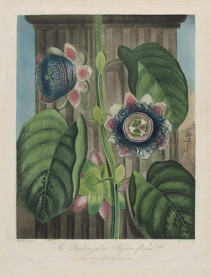 William Hopwood, The Quadrangular Passion Flower