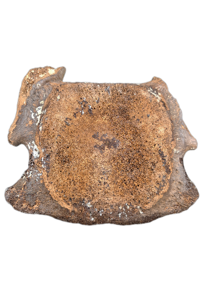 Woolly Mammoth Cervical Vertebrae, Europe